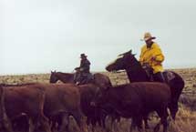 Cowboys
